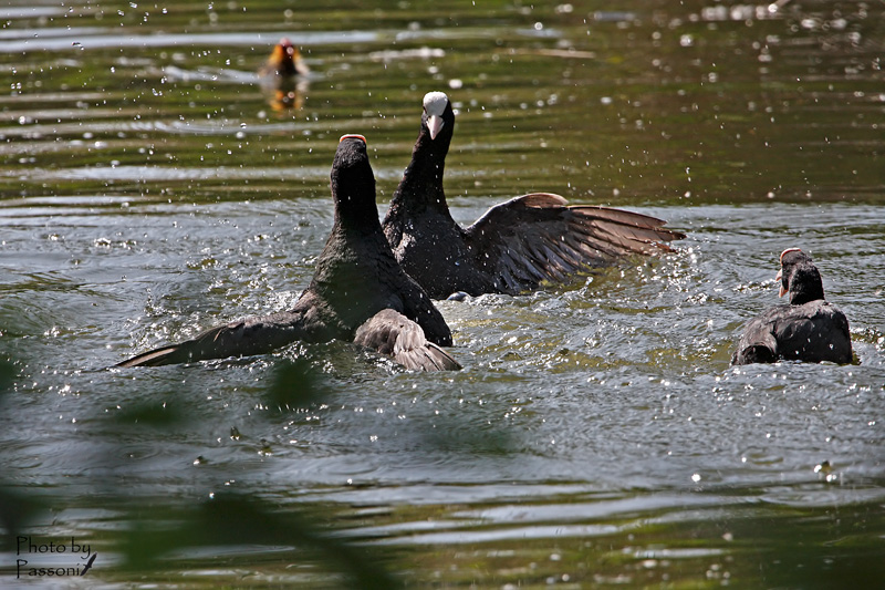 Match con arbitro e spettatore!